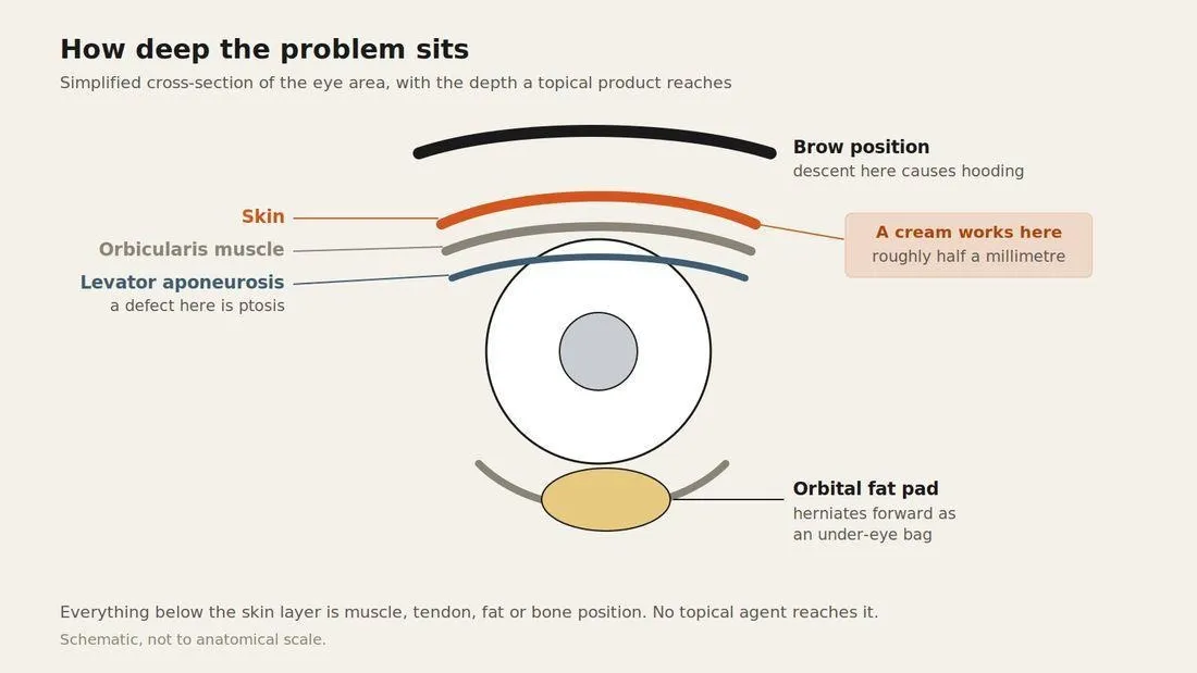 Cross-section diagram of the upper and lower eyelid showing skin, orbicularis muscle, levator aponeurosis, orbital septum and fat pad, with a marker showing the depth a topical product actually reaches.