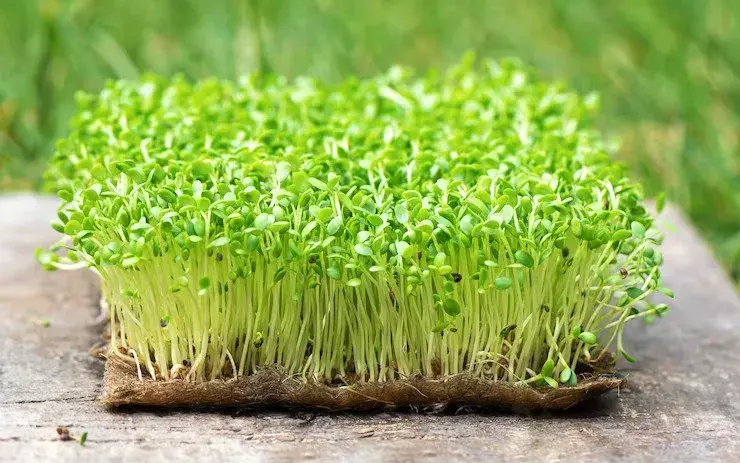 Alfalfa sprouts - foods that lower estrogen