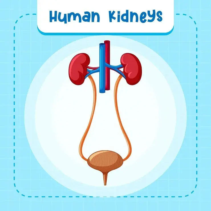 How to Prevent Kidney Failure