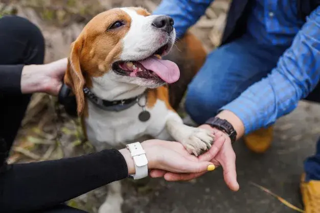 Dogs Help Ease Depression