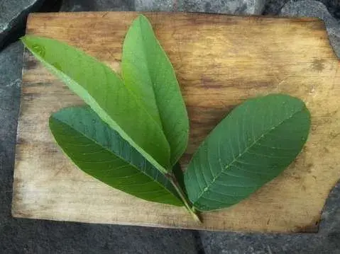 Guava leaves: how to get rid of vaginal odor at home