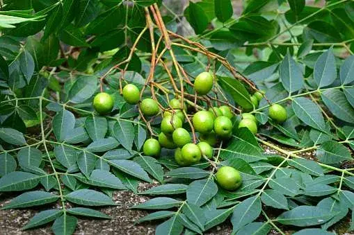 Neem leaves: how to get rid of vaginal odor at home