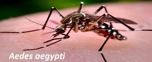 Dengue Fever