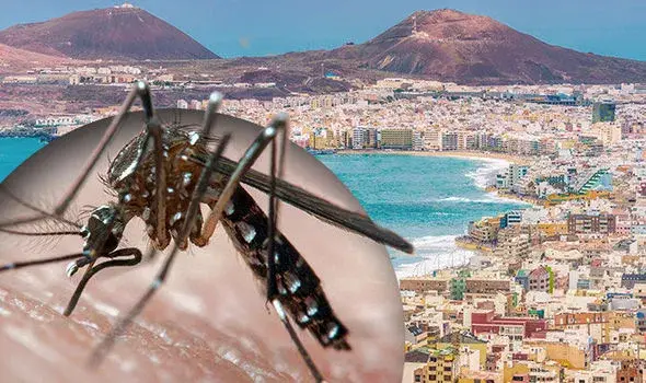 Dengue Fever