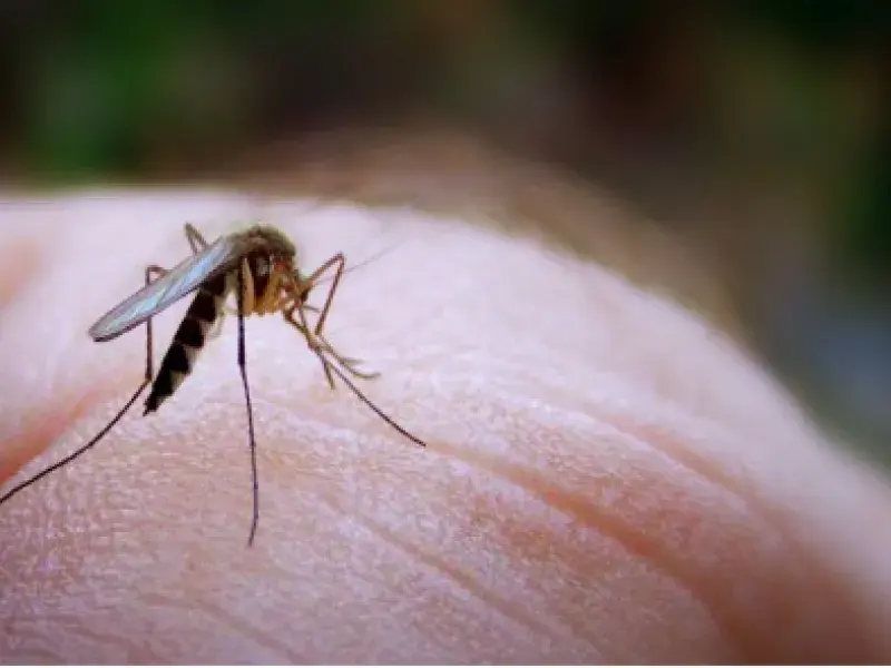 Dengue Fever