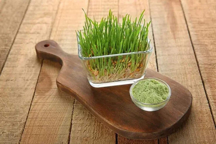 Wheatgrass sweat remedy: How to Sweat Less