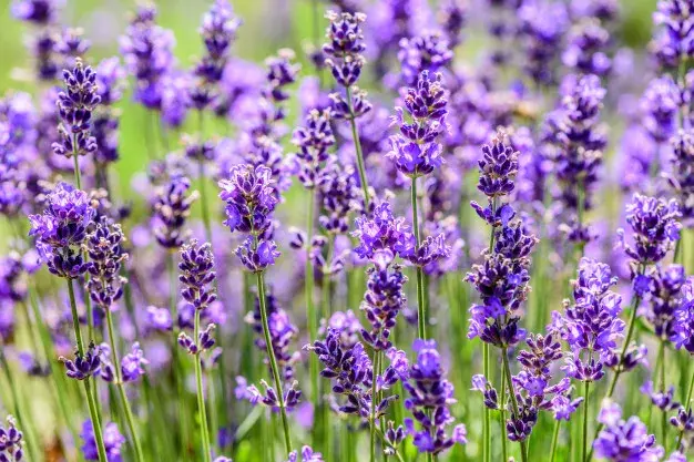 healing herbs
