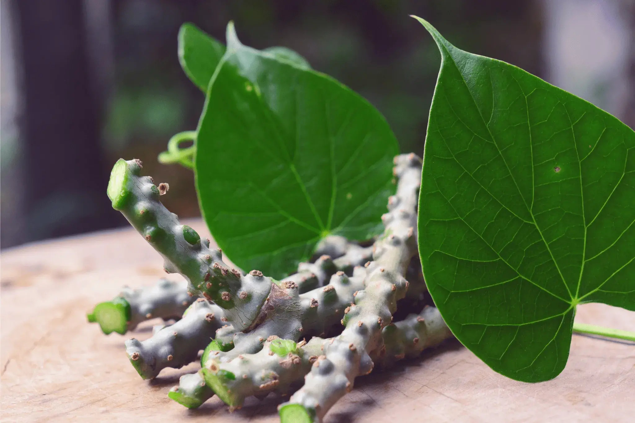 Giloy Benefits