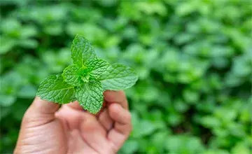 healing herbs
