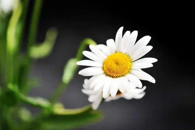 healing herbs