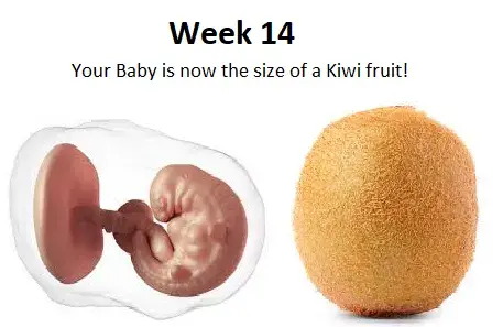 14th week of Pregnancy, 14 weeks pregnant, 14 weeks pregnant symptoms, 14 weeks pregnant baby size