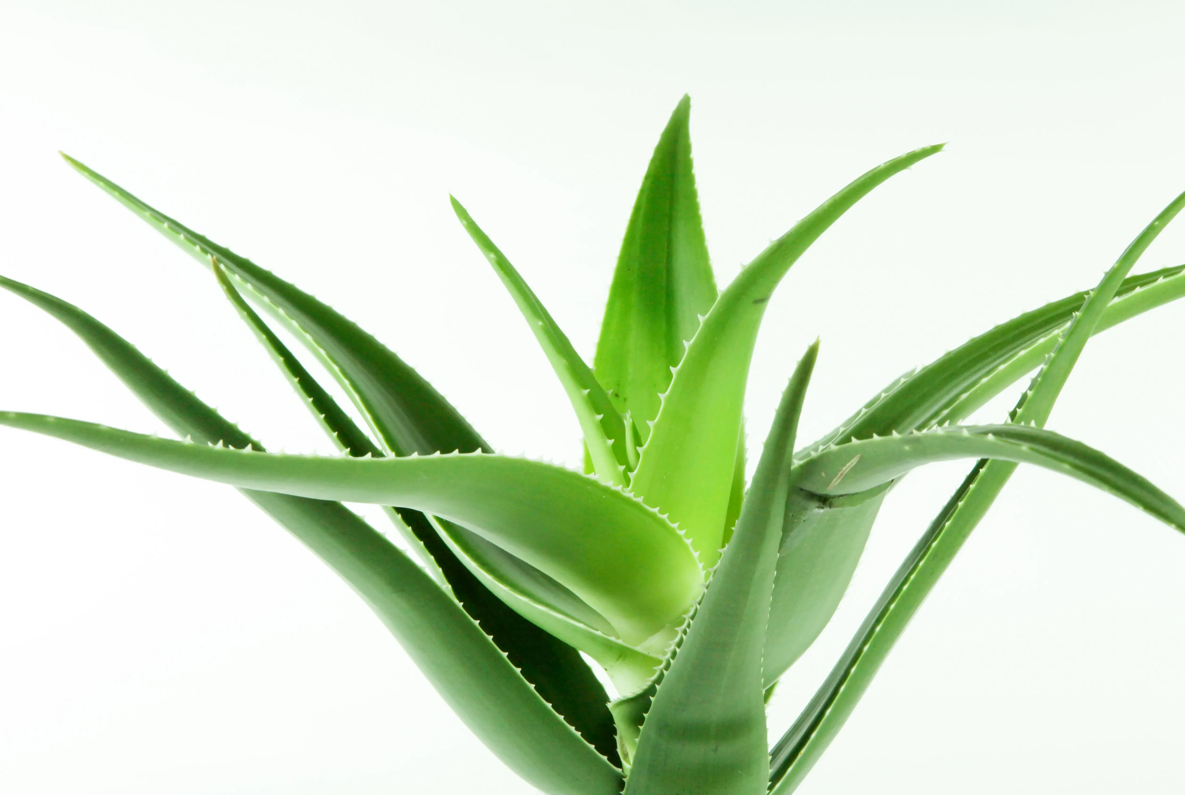 aloevera
