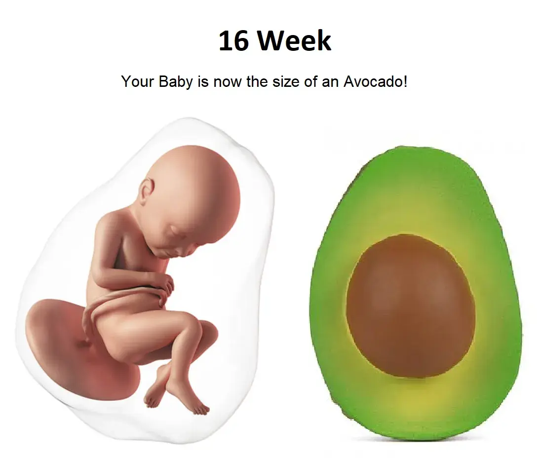 16th week of pregnancy, 16 weeks pregnant, 16 weeks pregnant baby size, 16 weeks pregnant baby bump