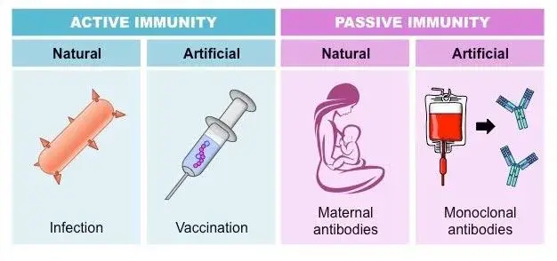 Immunity