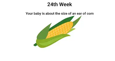 24th week of pregnancy