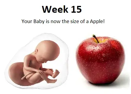15th week of pregnancy, 15 weeks pregnant, 15 weeks belly, 15 weeks pregnant symptoms, 15 weeks pregnant baby size