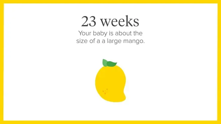 23rd week of pregnancy, 