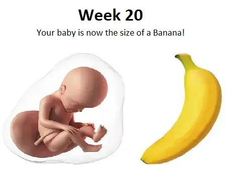  20th week of pregnancy, 20 weeks pregnant, 20 weeks pregnant symptoms, 20th week of pregnancy body changes