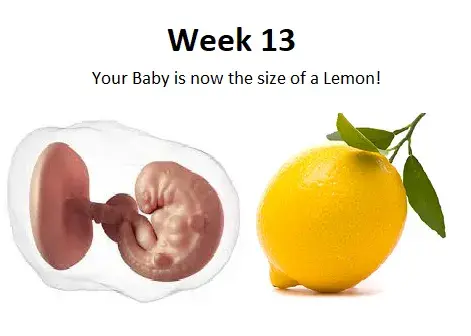 13th week of pregnancy, 13 weeks pregnant, 13th week of pregnancy scan, baby growth in 13th week of pregnancy