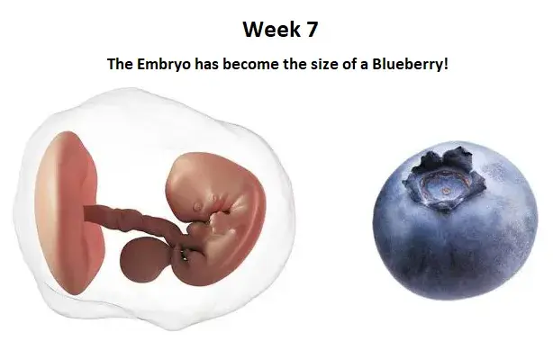 7th week of pregnancy, 7 weeks pregnant, 7 weeks pregnant symptoms, 7 weeks pregnant scan