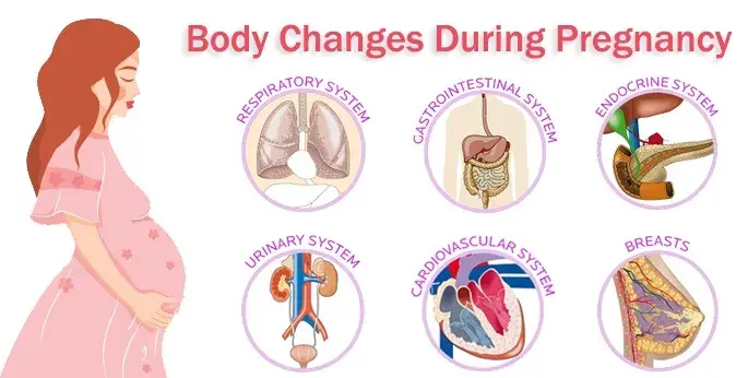 Body Changes during Pregnancy