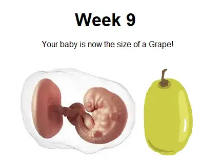 9th week of pregnancy, 9 weeks pregnant, 9 weeks pregnant symptoms, baby in 9th week of pregnancy, 9 weeks pregnant miscarriage risk