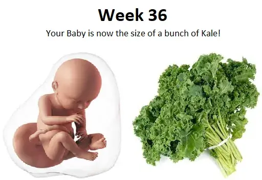 36th week of pregnancy, 36 weeks pregnant, 36 weeks pregnant symptoms, baby at 36 weeks
