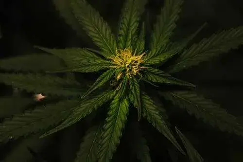 Delta 9 flower