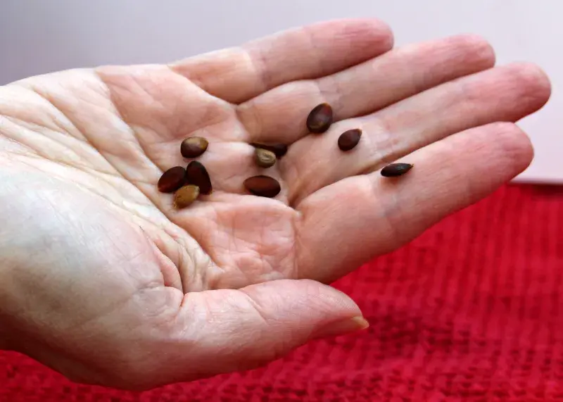 Apple seeds that contain cyanide