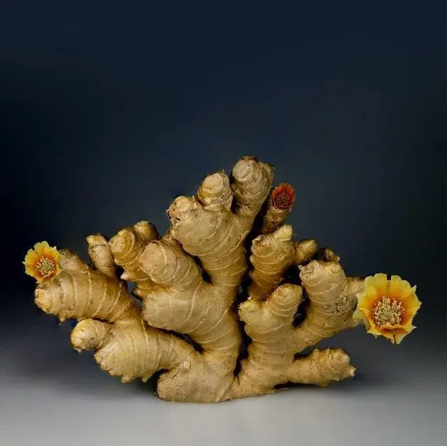 ginger - herbal supplements
