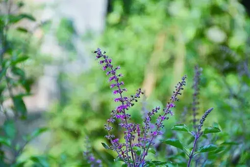 Holy Basil - herbal supplements