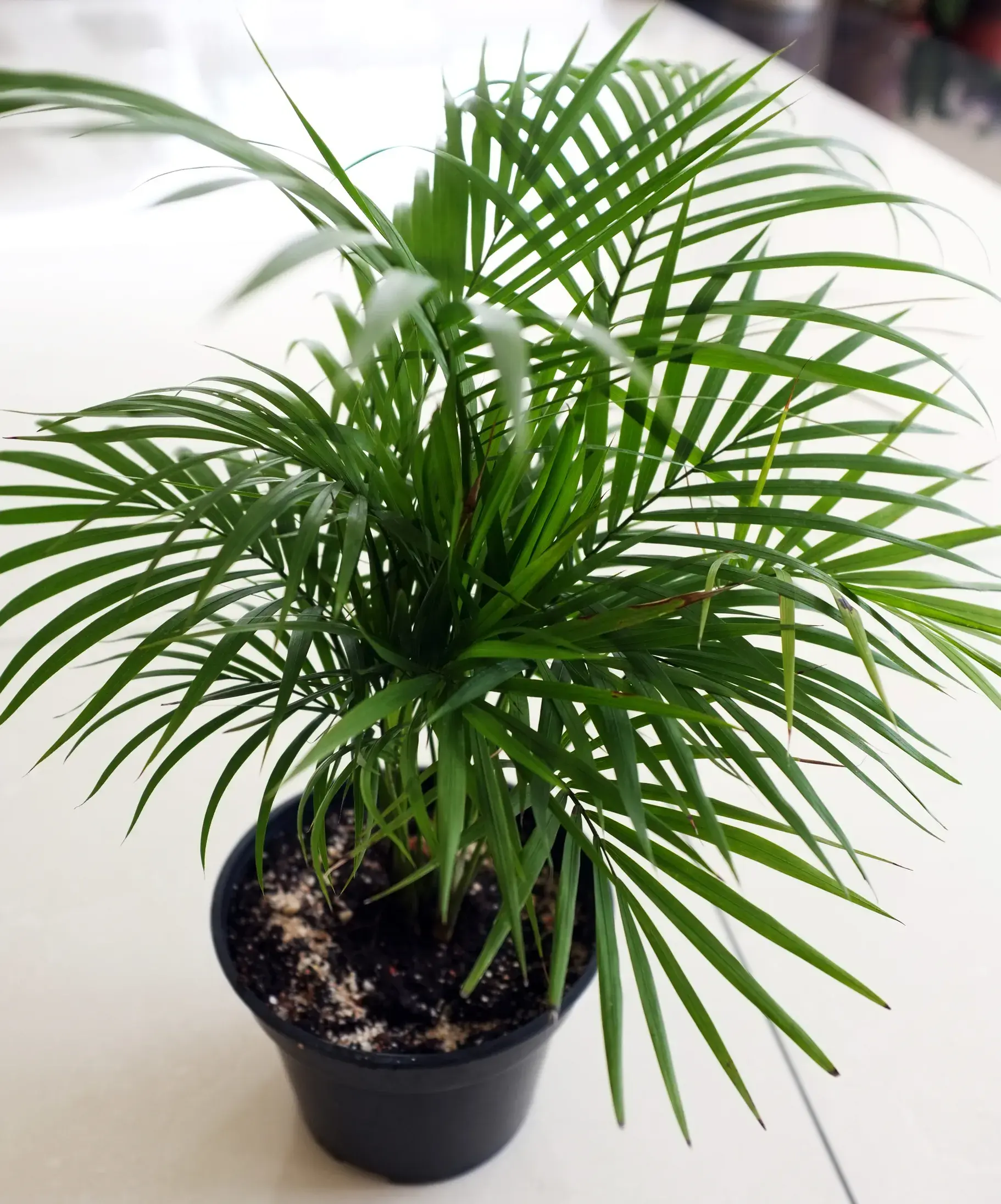 Bamboo Plant - Air Purifying Indoor Plants India, Air Purifying Plants