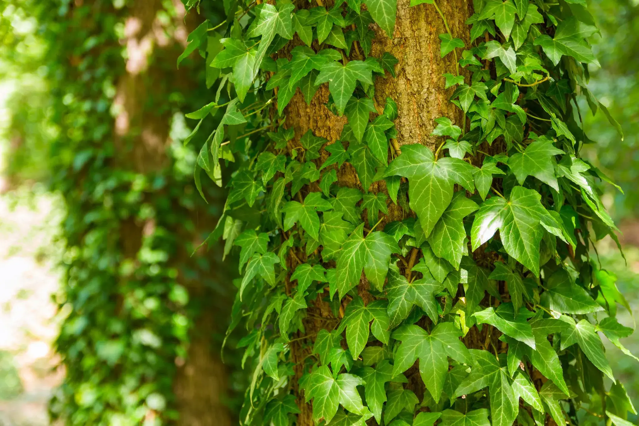 English Ivy - Air Purifying Indoor Plants India, Air Purifying Plants