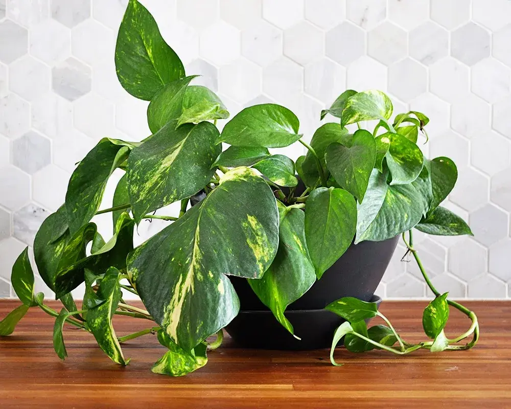 Golden Pothos - Air Purifying Indoor Plants India, Air Purifying Plants