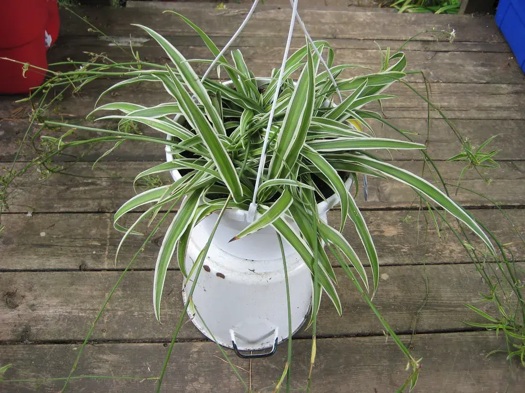 Green Spider Plant - Air Purifying Indoor Plants India, Air Purifying Plants