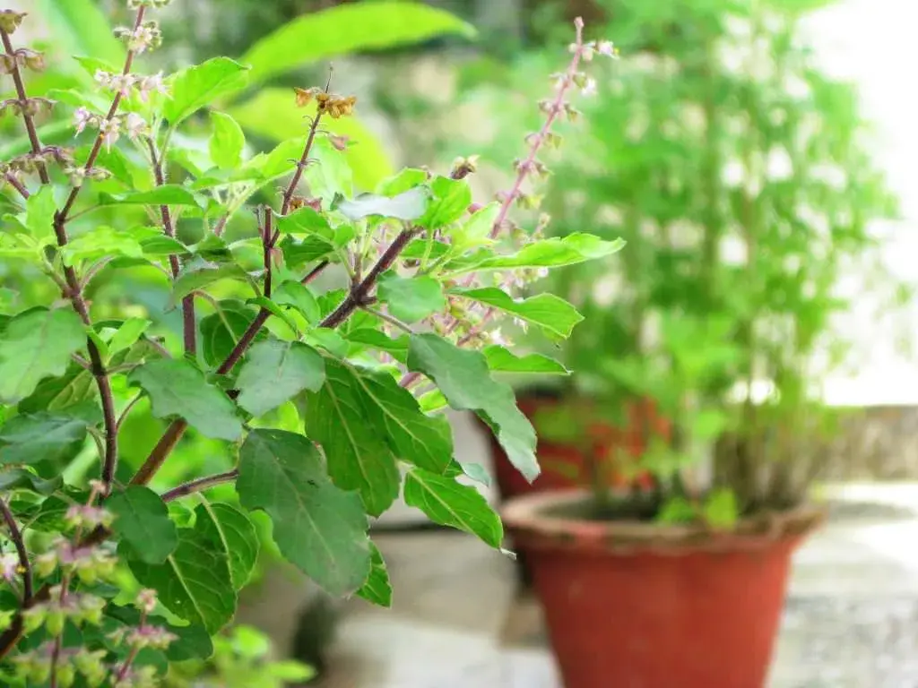 Indian Basil - Tulsi - Air Purifying Indoor Plants India, Air Purifying Plants