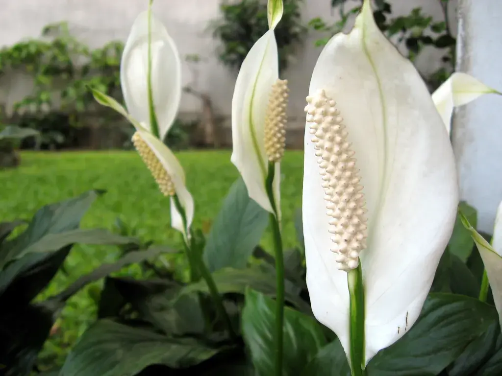 Peace Lily - Air Purifying Indoor Plants India, Air Purifying Plants
