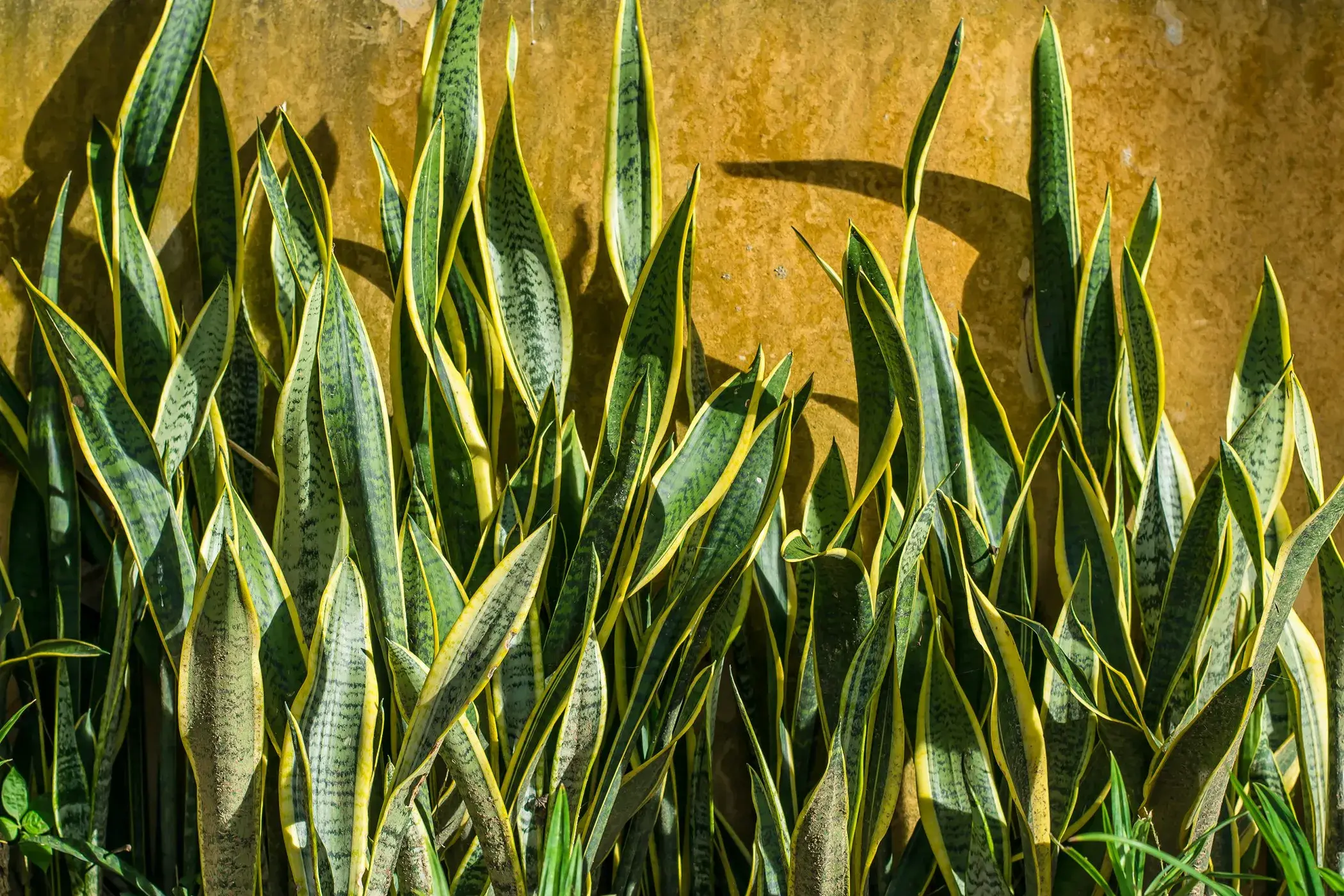 Snake Plant - Air Purifying Indoor Plants India, Air Purifying Plants