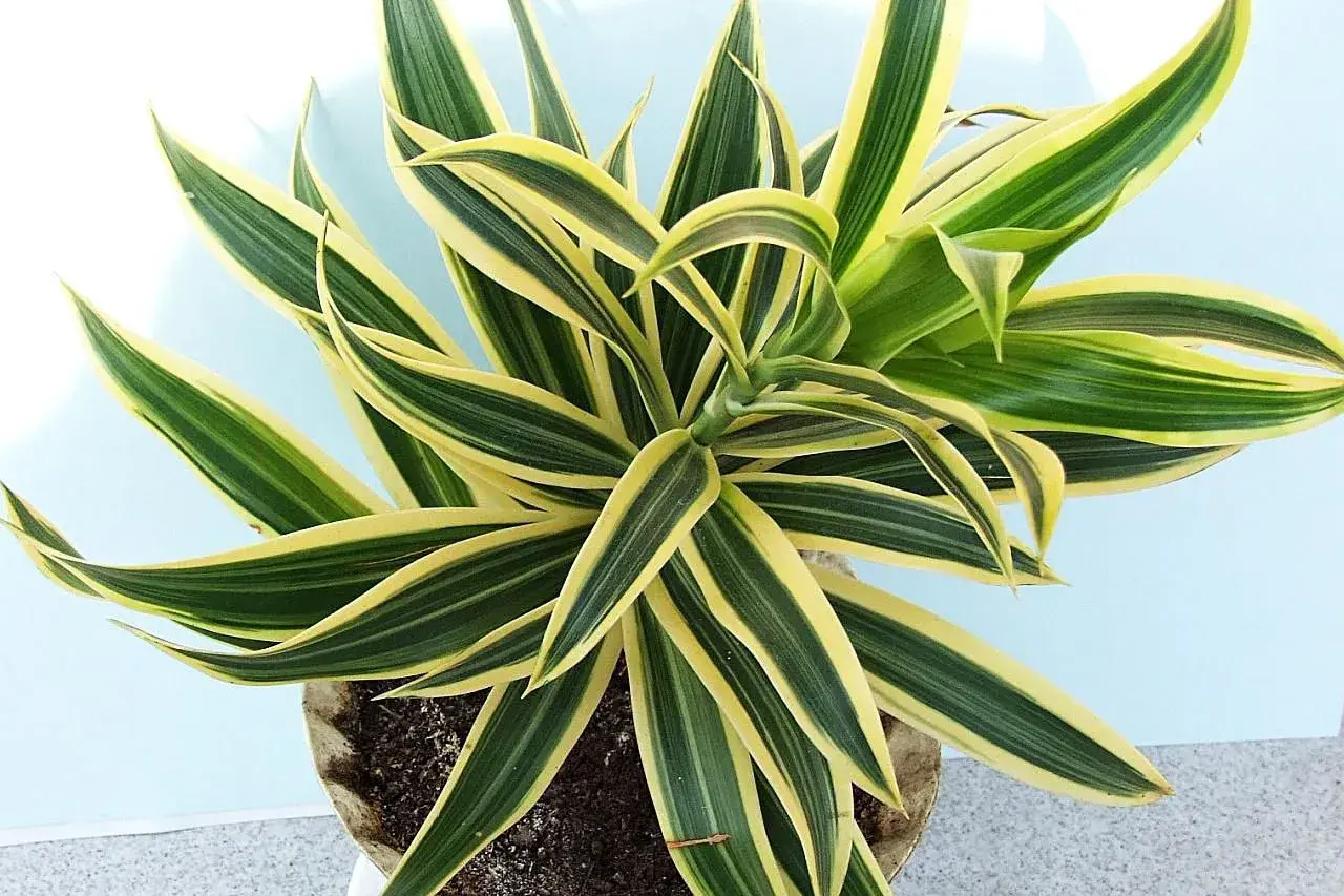 Warneck Dracaena - Air Purifying Indoor Plants India, Air Purifying Plants