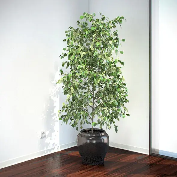 Weeping Fig - Air Purifying Indoor Plants India, Air Purifying Plants