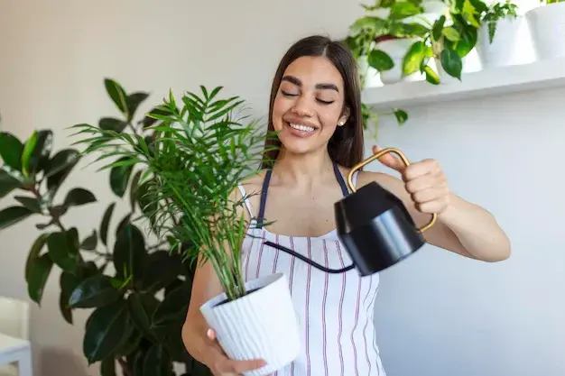 Air Purifying Plants