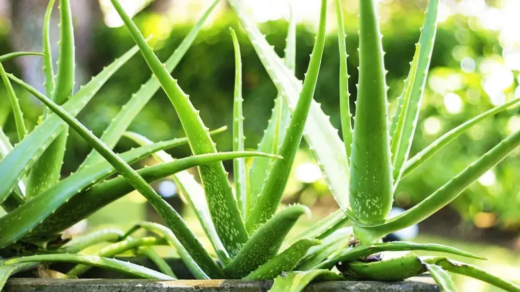 Aloe Vera - Air Purifying Indoor Plants India, Air Purifying Plants