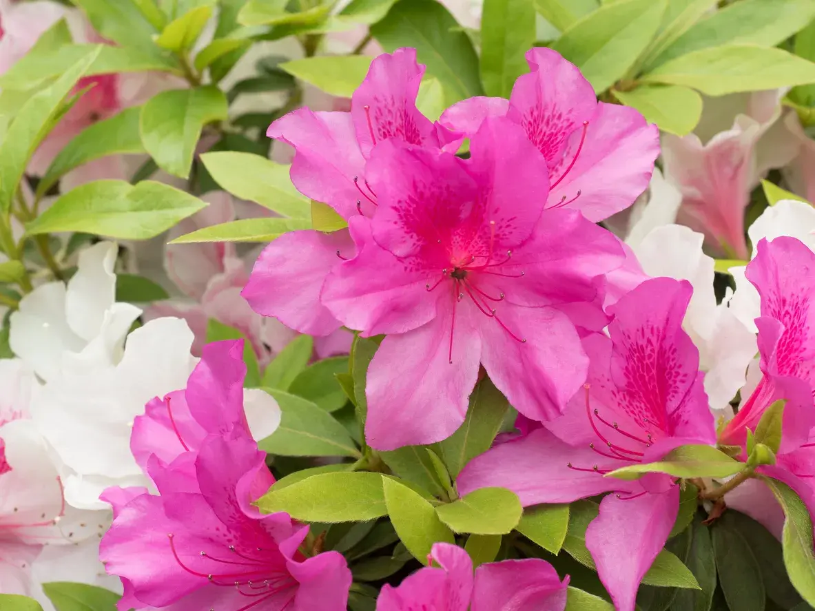 Azalea - Air Purifying Indoor Plants India, Air Purifying Plants