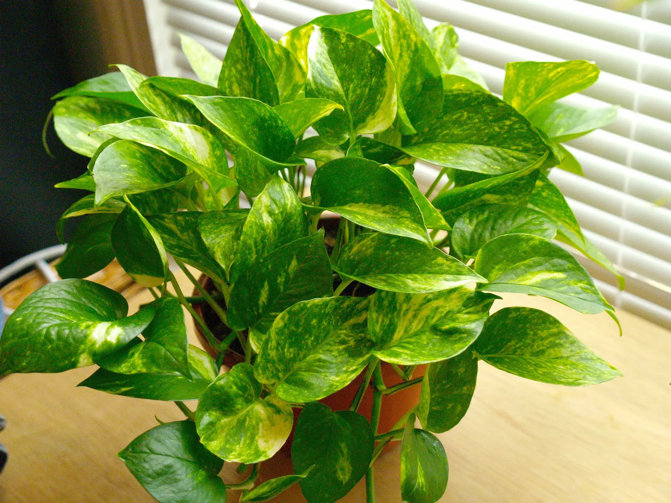 Money Plant - Air Purifying Indoor Plants India, air purifying plants