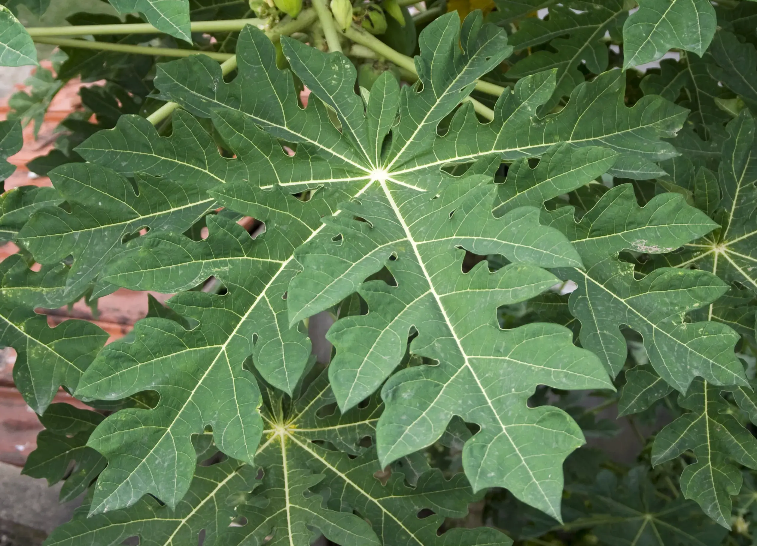 Papaya leaves for dengue