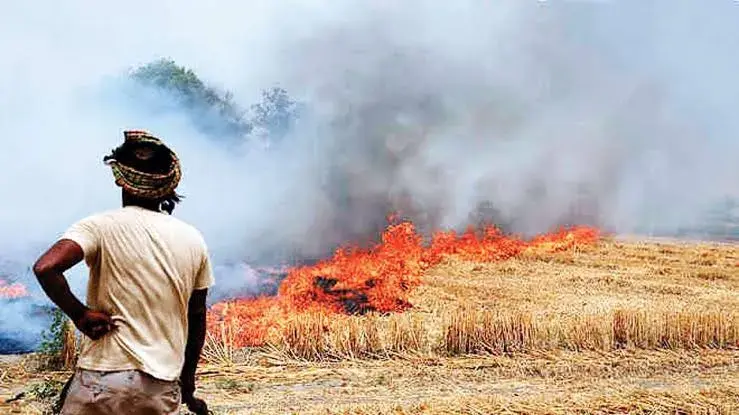 stubble burning