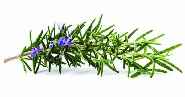 Herbs for Depression