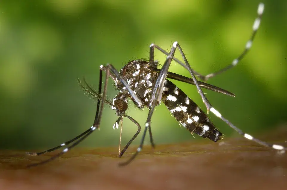 How to prevent dengue