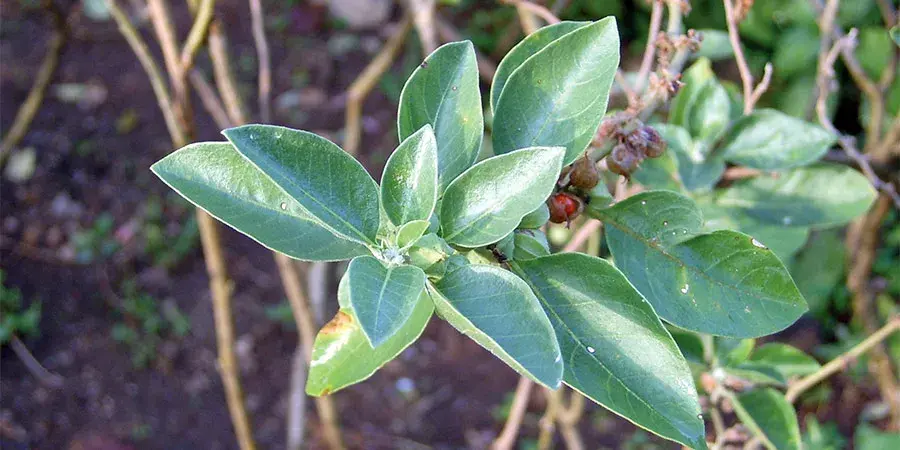 Herbs for Depression