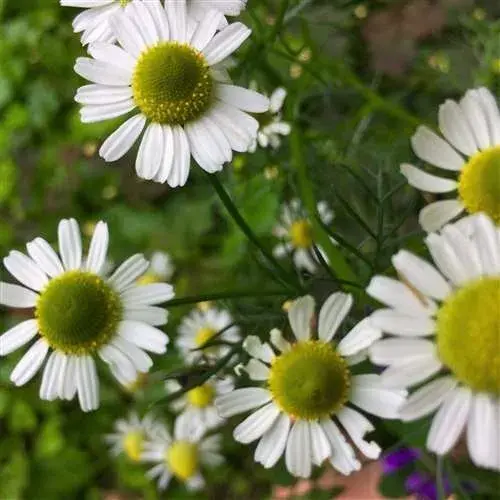 Herbs for Depression